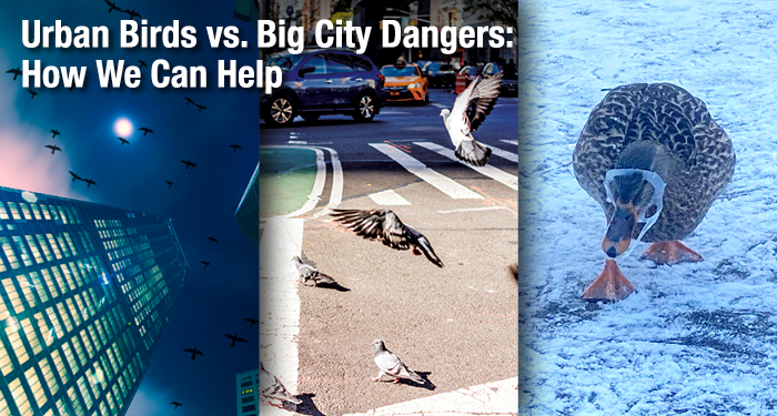 Urban Birds vs. Big City Dangers: How We Can Help