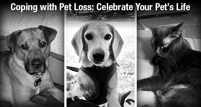 Coping with Pet Loss: Celebrate Your Pet’s Life