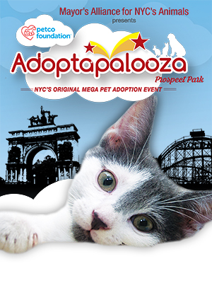 Cats & Kittens for Adoption from Adoptapalooza Groups