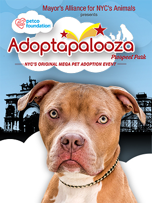 Dogs & Pupplies for Adoption from Adoptapalooza Groups