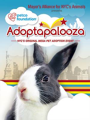 Rabbits for Adoption from Adoptapalooza Groups