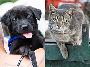 Our strategic programs have saved the lives of hundreds of thousands of NYC's shelter pets and community cats since 2003. (Photos by Joe Galka and Krista Menzel)
