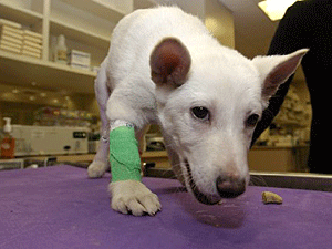 Peter recovered from his surgery at NYC Veterinary Specialists. The surgery was paid for by the Picasso Veterinary Fund.