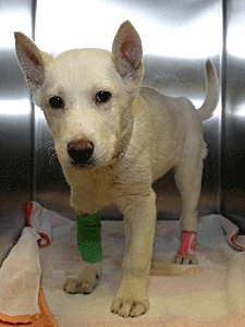 Puppy 'Peter' was found seriously injured in a Bronx park by a school teacher and her young children.