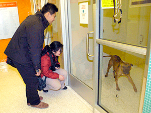 An ASPCA dog for adoption 'teases' his visitors from inside his new state-of-the-art dog room.