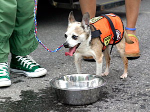 New Yorkers will have dozens of opportunities this season to adopt pets at Mayor's Alliance/Maddie's Pet Adoption Festivals, on North Shore Animal League America vans, and at other fun and festive events.