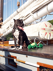 An avid sailor, rescued Pit Bull Deacon Jones is also a dock diving champ. (Photo courtesy of Laura Moss Photography and The Unexpected Pit Bull Calendar)