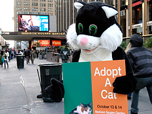 Adopt-A-Cat has become an annual favorite for cat lovers, and a life-saver for the hundreds of cats and kittens who find adopters at the event. (Photo by Rick Edwards)