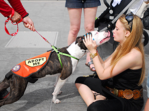 75% of the dogs and cats brought to Washington Square Park found new homes, and hundreds of people had lots of fun at the first-ever Adoptapalooza on May 22. (Photo by Dana Edelson)