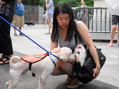 Bring your dog to Washington Square Park on September 12 to enjoy the Adoptapalooza fun. Looking to adopt a dog or cat? Meet lots of potential new furry family members at the event! (Photo by Dana Edelson)