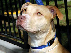 A 2009 NYCHA policy change restricts the ownership of dogs living in its buildings by breed and size. (Photo by the ASPCA)