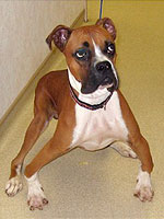 Surrendered to Adopt A Boxer Rescue, Marshall needed extensive surgery to repair his deformed legs.