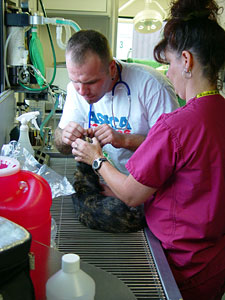Veterinary staff prepare a cat for surgery at the ASPCA Mobile Spay/Neuter Clinic. (Photo by Meredith Weiss)