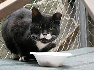 If your organization works with feral cats, we want to hear from you! (Photo by Meredith Weiss)