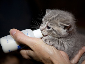 The 'Kitten Palooza!' workshops will instruct attendees on how to care for and bottle-feed orphaned kittens and socialize feral kittens into adoptable pets. (Photo by Rick Edwards)