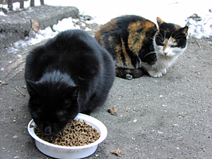 Best Friends Animal Society's new online Feral Fiscal Impact Calculator helps communties determine the costs of destroying feral cats as opposed to the only effective way of permanently reducing their numbers through TNR. (Photo by Meredith Weiss)