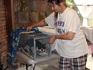 Feral cats should be housed in their traps in a warm, dry, secure indoor space and attended by trained caretakers before and after spay/neuter surgery. (Photo by Amy Angelo)