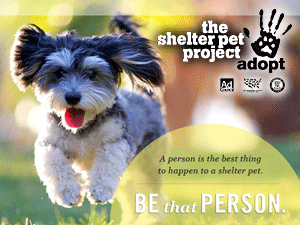 The Shelter Pet Project Launches Next Wave of PSAs