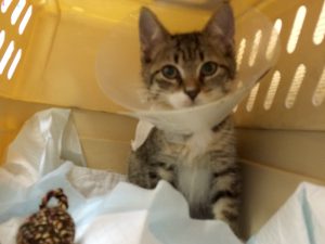 Kitten Friday was found with a tail injury, so she spent several weeks at the vet for treatment and observation. The clinic staffer who is fostering her plans to adopt her.