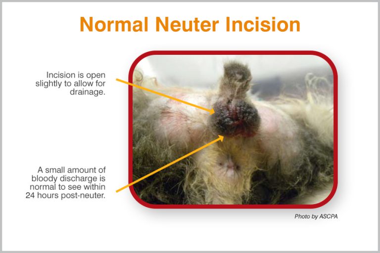 Monitoring Cats During TNR Spay/Neuter Recovery