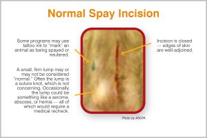 Normal Spay Incision (Photo by ASPCA)