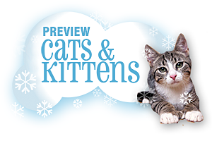 Preview Cats & Kittens