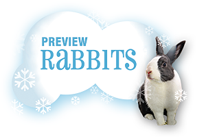 Preview Rabbits