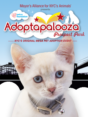 Cats & Kittens for Adoption from Adoptapalooza Groups