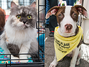 Hundreds of shelter pets like these found new homes at Adoptapalooza events in 2016. (Photos by Joe Galka and Bille Axell)