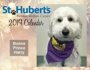 St. Hubert's Animal Welfare Center: 2019 Calendar
