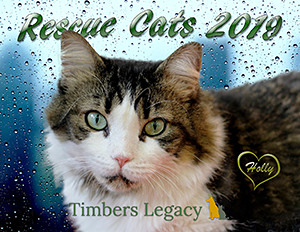 Timber's Legacy: Rescue Cats 2019