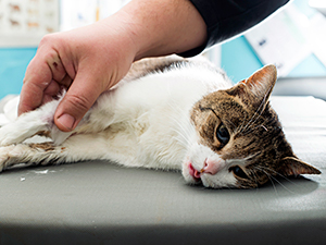 If your pet is injured or becomes ill and needs emergency or after-hours treatment, there are 24-hour veterinary hospitals available to provide the care they need.