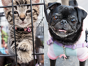 Our strategic programs have saved the lives of hundreds of thousands of NYC's shelter pets and community cats since 2003. (Photos by Mark McQueen and Joe Galka)