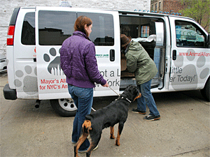 During 2013, our Wheels of Hope program transported more than 13,700 animals from AC&C to rescue groups and shelters, adopters, foster caretakers, and veterinary clinics. (Photo by Krista Menzel)
