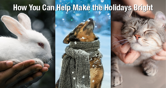 How You Can Help Make the Holidays Bright