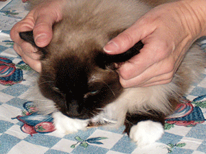 Ear TTouch can be particularly relaxing for an animal.