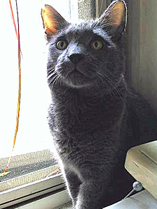 Confirmed 'only cat' Casey (a.k.a. Mies) is an eight-year-old Russian Blue who was adopted from the Manhattan Animal Care & Control shelter.