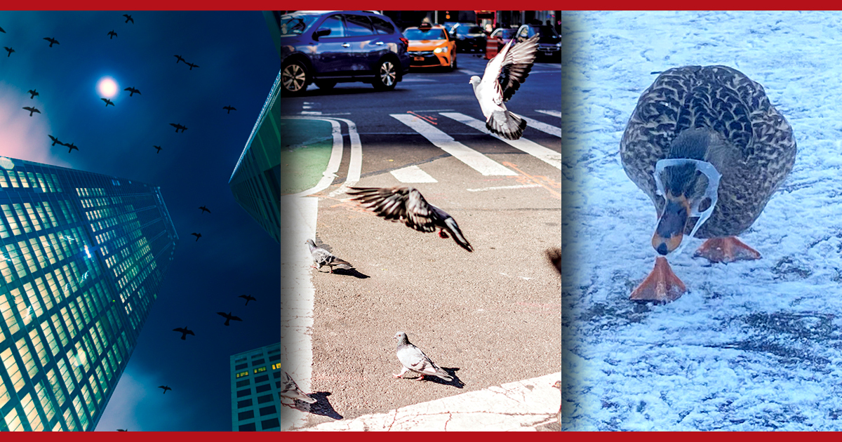 Urban Birds vs. Big City Dangers
