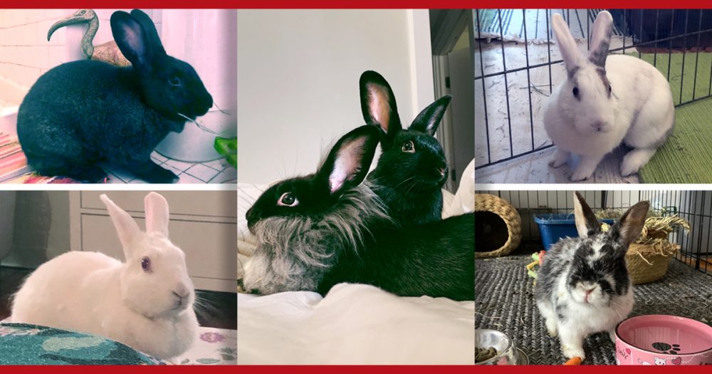 February is Adopt A Rabbit Month
