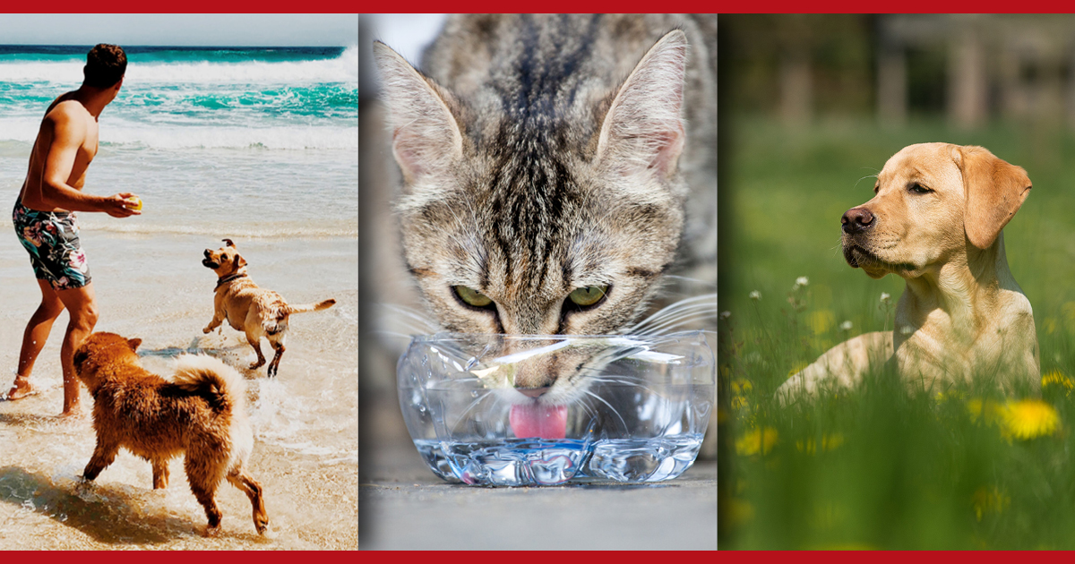 Safe Summer Fun with Your Pets