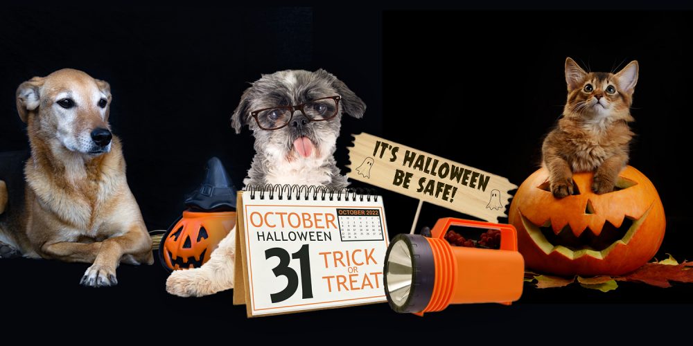 Halloween is a favorite holiday for people, but not for pets. Decorations, costumes, trick-or-treaters, and costume parades can be frightening – and sometimes dangerous – for our pets.