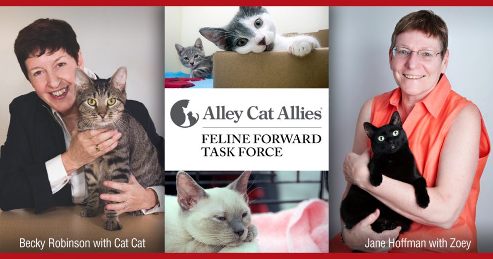 Jane Hoffman Named to Alley Cat Allies’ Feline Forward Task Force