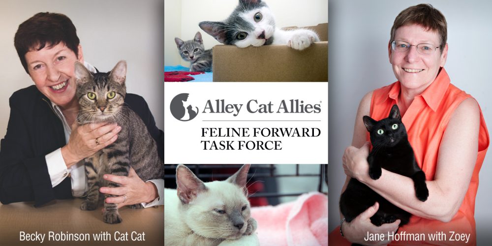 Jane Hoffman Named to Alley Cat Allies' Feline Forward Task Force