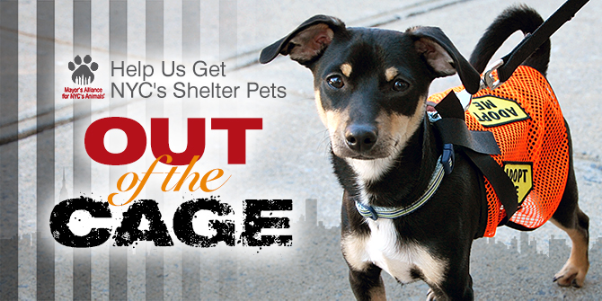 Help Us Get NYC's Shelter Pets Out of the Cage