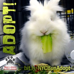 Adopt a Rabbit! (Photo by PawPrintsByDave)