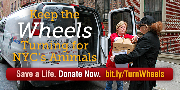 Keep the Wheels Turning for NYC's Animals