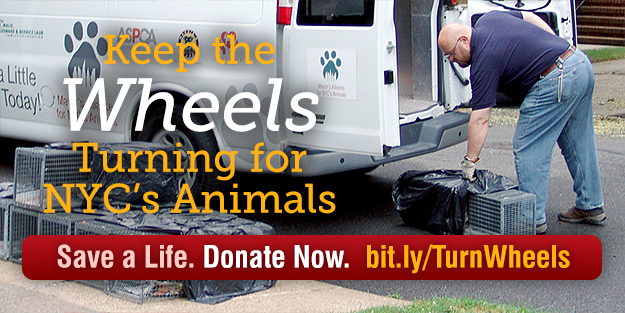 Keep the Wheels Turning for NYC's Animals