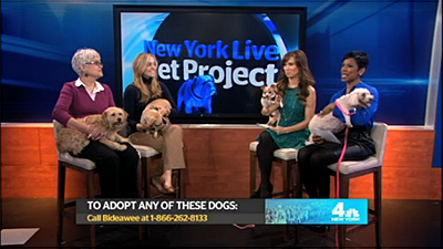 New York Live's "Pet Project"