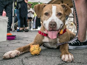 More than 500 cats, dogs, kittens, puppies, and rabbits were seeking forever homes at Adoptapalooza in Union Square Park, Manhattan, on Sunday, May 20, 2018. (Photo by Mark McQueen, phoDOGraphy.com)