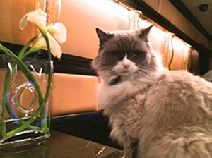 Matilda the Algonquin Cat welcomed guests to her fundraiser for the Mayor's Alliance for NYC's Animals. (Photo by Sandy Robins)